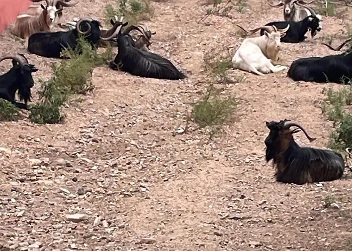 Spacieux A Porto-vecchio Avec Piscine Partageeb * 维琪奥港